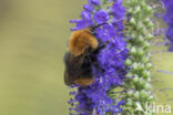 Common Carder Bee (Bombus agrorum)