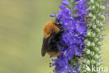 Common Carder Bee (Bombus agrorum)