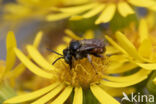 Bonte viltbij (Epeoloides coecutiens)