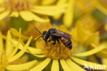 Bonte viltbij (Epeoloides coecutiens)