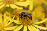 Bonte viltbij (Epeoloides coecutiens)