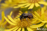 Bonte viltbij (Epeoloides coecutiens)