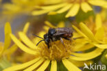 Bonte viltbij (Epeoloides coecutiens)