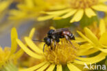 Bonte viltbij (Epeoloides coecutiens)