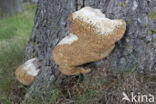 Oak Bracket (Inonotus dryadeus)