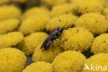 gold wasp