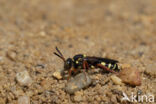 Wasp-bee (Nomada rufipes)