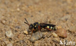 Wasp-bee (Nomada rufipes)