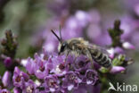 Heidezandbij (Andrena fuscipes)