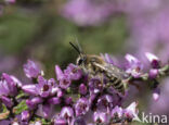 Heidezandbij (Andrena fuscipes)