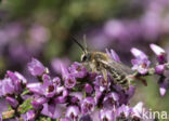 Heidezandbij (Andrena fuscipes)