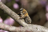 Heidezandbij (Andrena fuscipes)