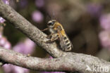 Heidezandbij (Andrena fuscipes)