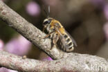 Yellow-legged mining bee (Andrena fuscipes)