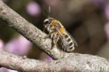 Heidezandbij (Andrena fuscipes)