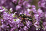 Heidewespbij (Nomada rufipes)