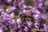 Wasp-bee (Nomada rufipes)