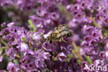 Heidezandbij (Andrena fuscipes)