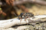 Heideviltbij (Epeolus cruciger)