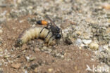 grote rupsendoder (ammophila sabulosa)