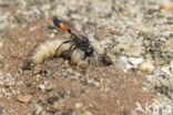 grote rupsendoder (ammophila sabulosa)