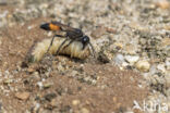 big caterpillar (ammophila sabulosa)