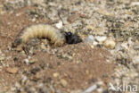 big caterpillar (ammophila sabulosa)