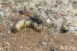 grote rupsendoder (ammophila sabulosa)