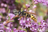 Bijenwolf (Philanthus triangulum)