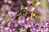 Bijenwolf (Philanthus triangulum)