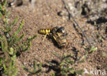 Beewolf (Philanthus triangulum)