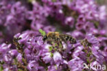Yellow-legged mining bee (Andrena fuscipes)