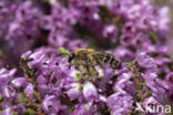 Heidezandbij (Andrena fuscipes)