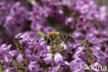 Yellow-legged mining bee (Andrena fuscipes)