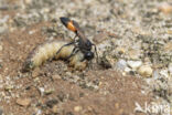 big caterpillar (ammophila sabulosa)