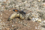 big caterpillar (ammophila sabulosa)