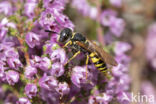 Beewolf (Philanthus triangulum)