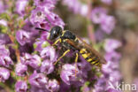 Beewolf (Philanthus triangulum)