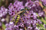 Beewolf (Philanthus triangulum)