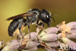 Osmia dimidiata