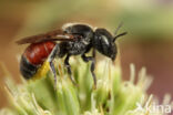 Osmia andrenoides