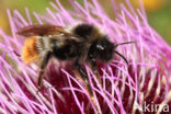 Hill cuckoo bee (Bombus rupestris)