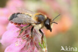 Ericabij (Megachile analis)