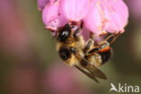 Ericabij (Megachile analis)