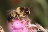 Ericabij (Megachile analis)