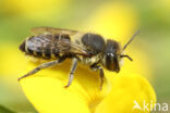 Megachile rotundata