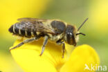 Megachile rotundata