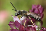 Halictus langobardicus