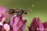 Wasp-bee (Nomada distinguenda)