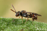 Wasp-bee (Nomada distinguenda)